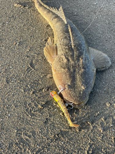 マゴチの釣果