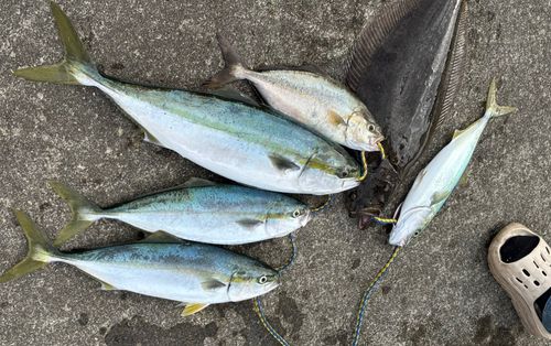 ワラサの釣果