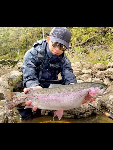 ニジマスの釣果
