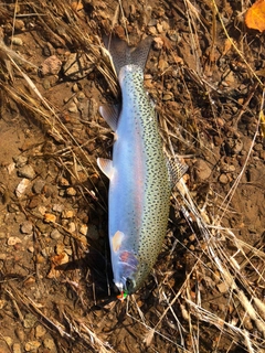 ニジマスの釣果