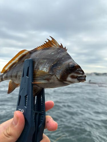 タカノハダイの釣果