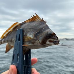 タカノハダイ