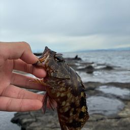 カサゴ