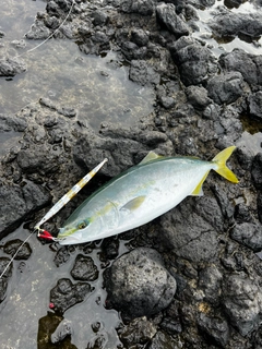 フクラギの釣果