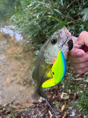 ブラックバスの釣果