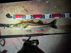 スズキの釣果