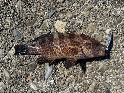 オオモンハタの釣果