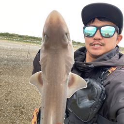 サメ
