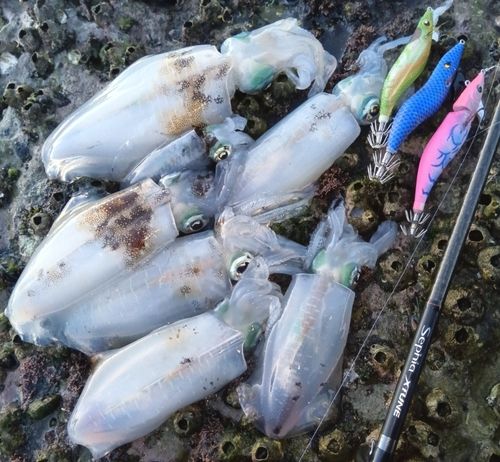 アオリイカの釣果