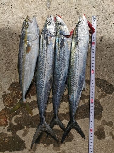 サゴシの釣果