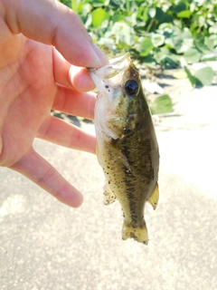 ラージマウスバスの釣果