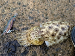 コウイカの釣果