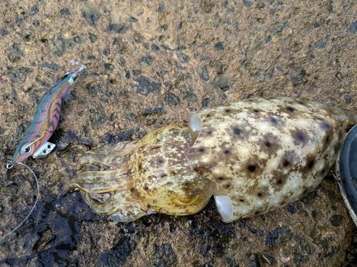 コウイカの釣果
