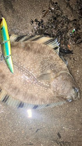 ヌマガレイの釣果