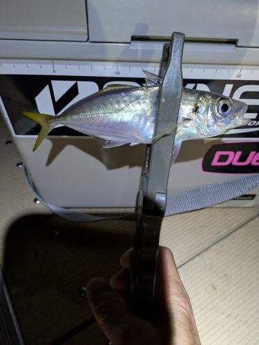 マアジの釣果
