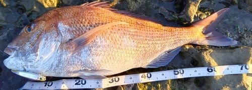 マダイの釣果