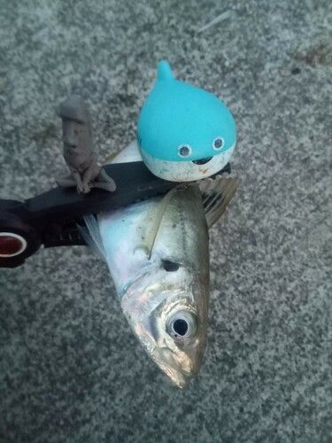 三陸海岸（岩手）