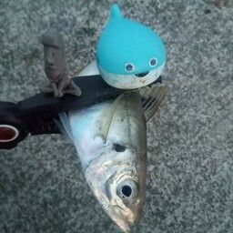 マアジ