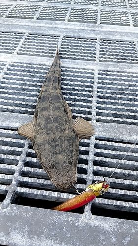 マゴチの釣果