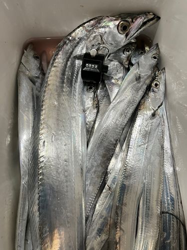 大阪湾