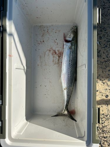 サゴシの釣果