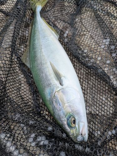 表浜名湖