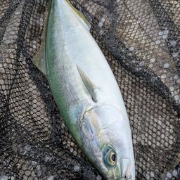 ショゴ