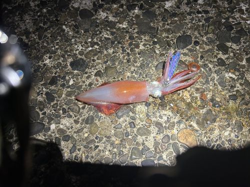 ケンサキイカの釣果
