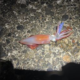 ケンサキイカ