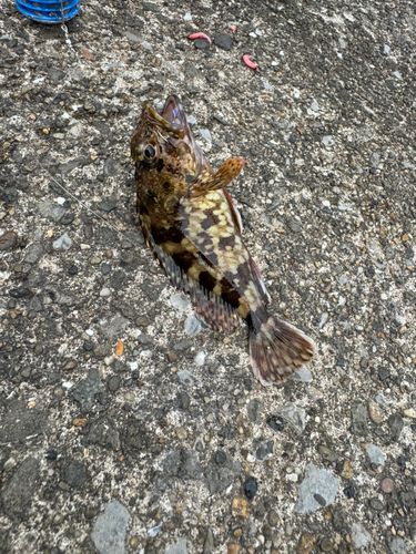 カサゴの釣果