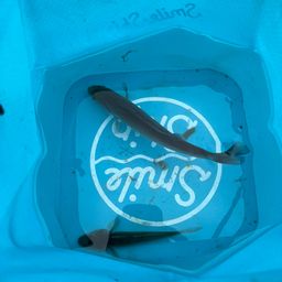 マハゼ