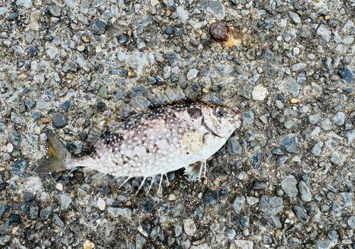 アイゴの釣果