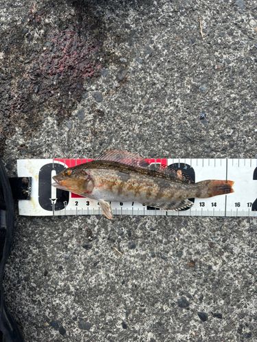 アイナメの釣果
