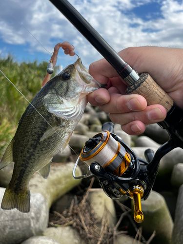ブラックバスの釣果