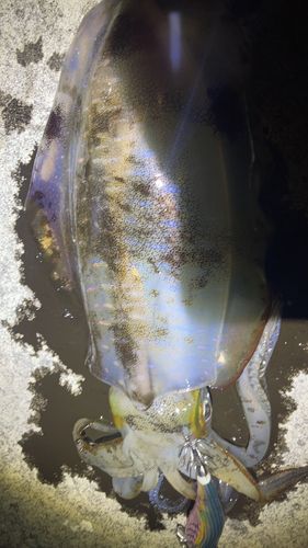 新湊東漁港