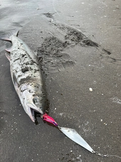 アキアジの釣果