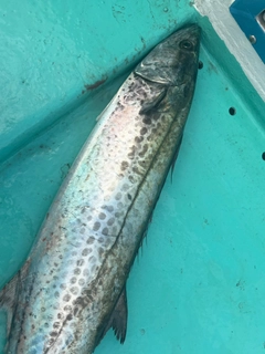 サワラの釣果