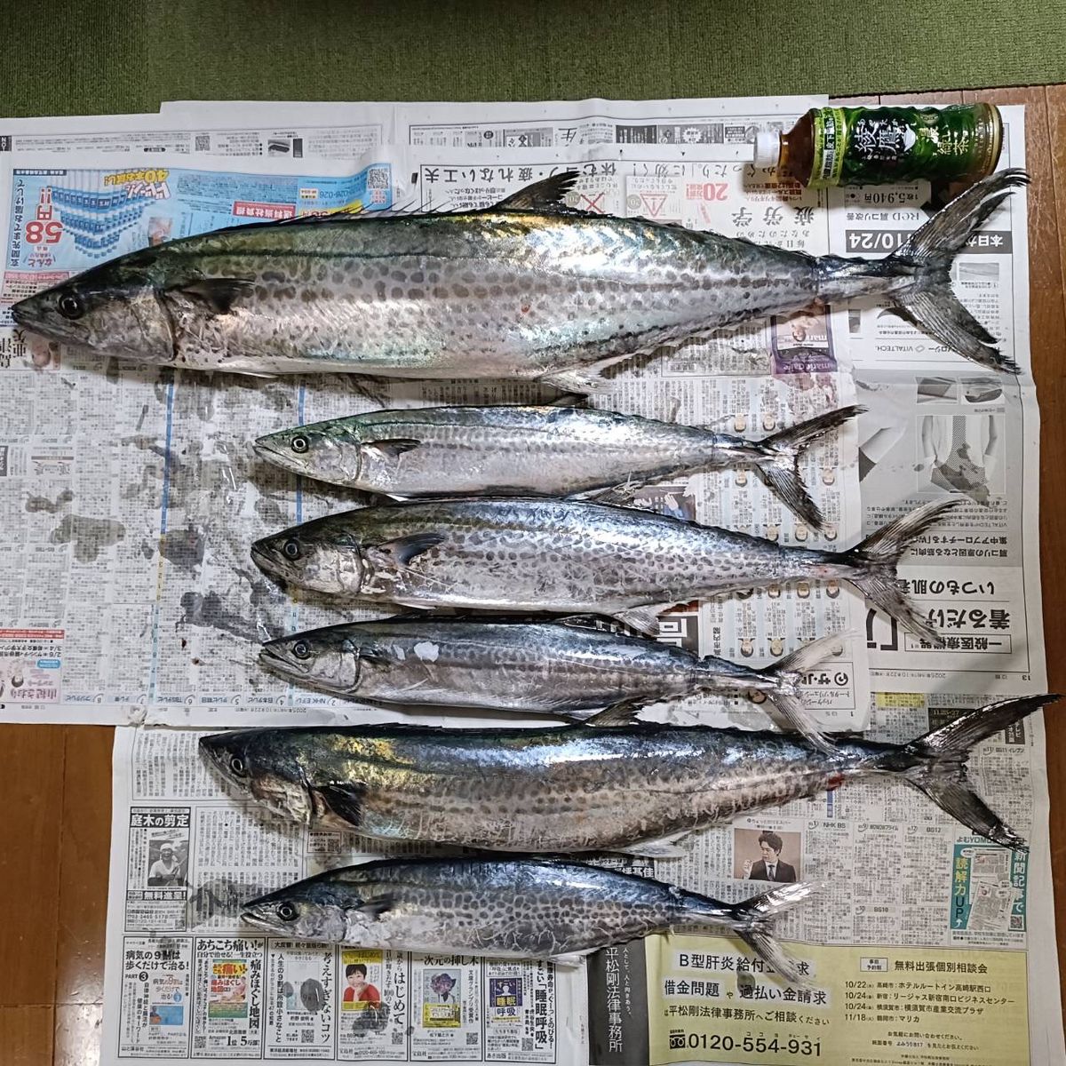 小心者の釣り師さんの釣果 2枚目の画像