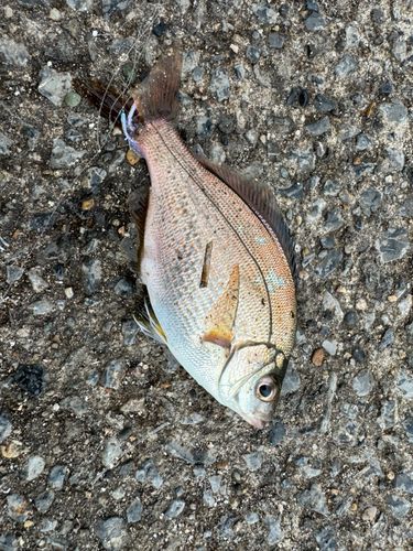 ウミタナゴの釣果