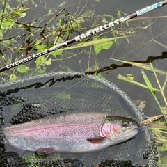 ニジマスの釣果