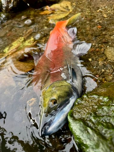 ヒメマスの釣果