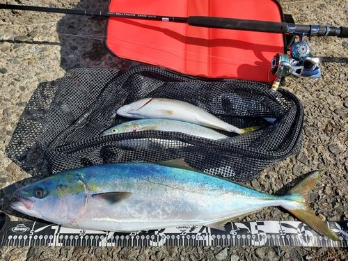 ワラサの釣果