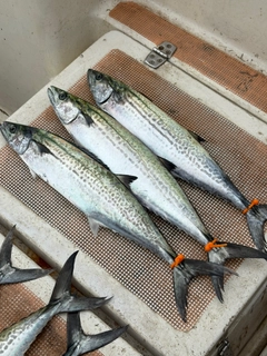 サゴシの釣果