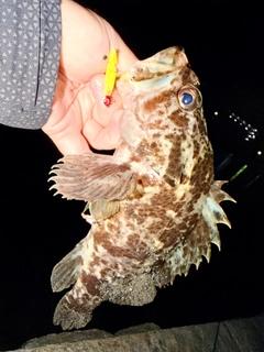 ベッコウゾイの釣果
