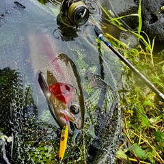 ニジマスの釣果