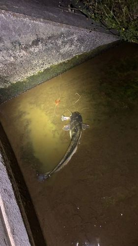香川県野池群