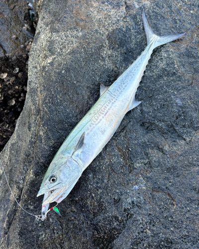 サゴシの釣果