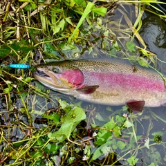 ニジマスの釣果