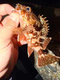 カサゴの釣果
