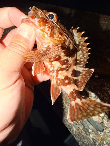 カサゴの釣果